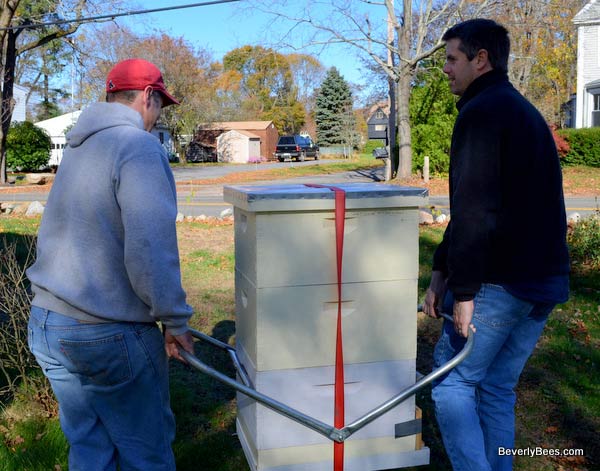 Moving the hive with the hive moving tool.