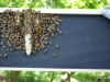 The wacky comb removed from the hive.
