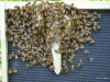 The wacky comb removed from the hive.