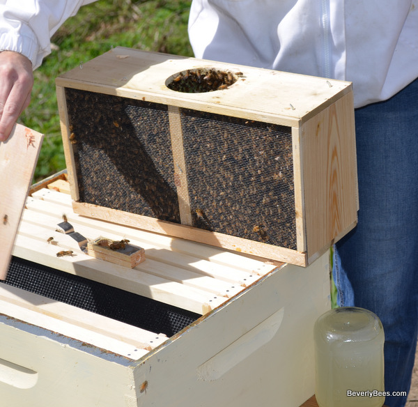 Placing the queen in the hive.