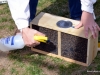 Spraying the bees lightly with sugar water.