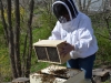 Shaking the bees into the hive.