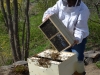 Shaking the bees into the hive.