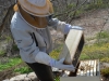 Brian shakes some bees in the hive.