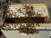 Another view of the bees in the hive.