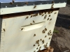 Some bees are on the back of the hive.