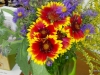 Gaillardia is the red and yellow bee friendly flower.