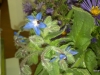 Borage