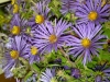 New England Asters