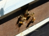 Bees with Pollen 3-12-12