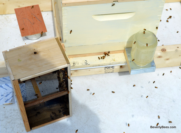 Replace outer cover. Place package in front of the hive.
