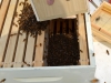 Shaking the bees into the box.