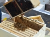 Shaking the bees into the box.