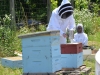 Alethea is doing a powdered sugar treatment for mites.