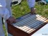 Alethea is demonstrating that it does not harm the bees by removing a frame.