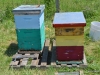 Some of the demonstration hives.