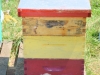 A demonstration hive.