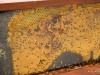 Small hive beetle\'s on a frame.