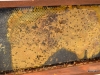 Small hive beetle\'s on a frame.