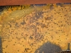 Small hive beetle\'s on a frame.