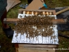 Bees being transferred to a warre nuc.