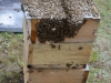 Bees being transferred to a warre nuc.