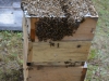 Bees being transferred to a warre nuc.
