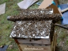 Bees being transferred to a warre nuc.