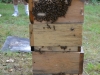 Bees being transferred to a warre nuc.