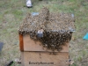 Bees being transferred to a warre nuc.