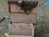 Bees being transferred to a warre nuc.