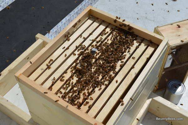 Queen cage on the top bars with a rim board on top.