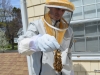 Bees clustered on the Queen cage.