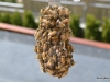 Close up of bees clustered on the Queen cage.