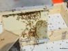 Lots of Brian\'s package bees and some of mine clustered on Willow Hive.