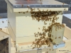 Lots of Brian\'s package bees and some of mine clustered on Willow Hive.