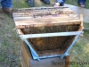Top bar nuc hive during an inspection.