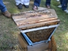 Top bar hive nuc.