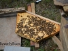 The follower board for the top bar hive.