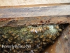 Bees eating honey from the top bar hive.