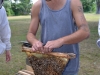 Moving nuc combs to a full size top bar hive.