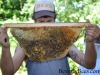 Sam Comfort inspecting a comb of bees.