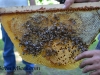 Brood on the comb.