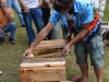 Inspecting a top bar hive.