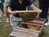 Kirk is a Treatment Free Langstroth beekeeper.