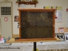 Observation hive for competition