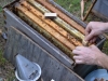 Putting the virgin queens in the hive between two frames of open brood.