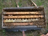 The virgin queens are in the hive between two frames of open brood.