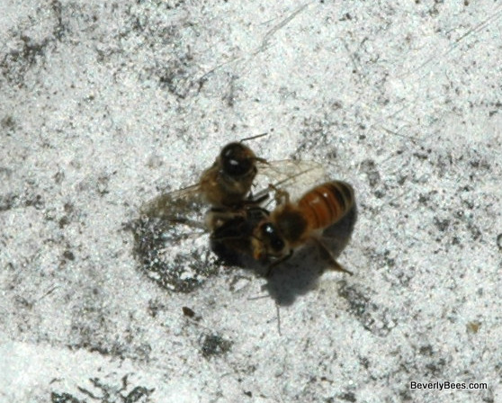 bee dead for pikkelysömör kezelésére)