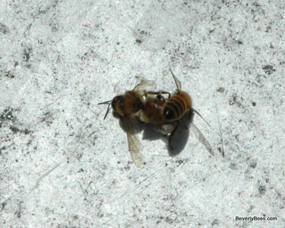 Bee dead for pikkelysömör kezelésére. Vörös foltok jelennek meg és viszketnek, mit kell tenni